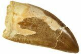 Serrated, Juvenile Carcharodontosaurus Tooth #214435-1